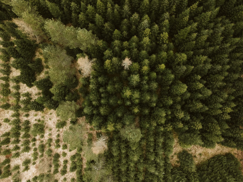 Single origin koffie Colombia: terroir en co-fermentatie in 2026